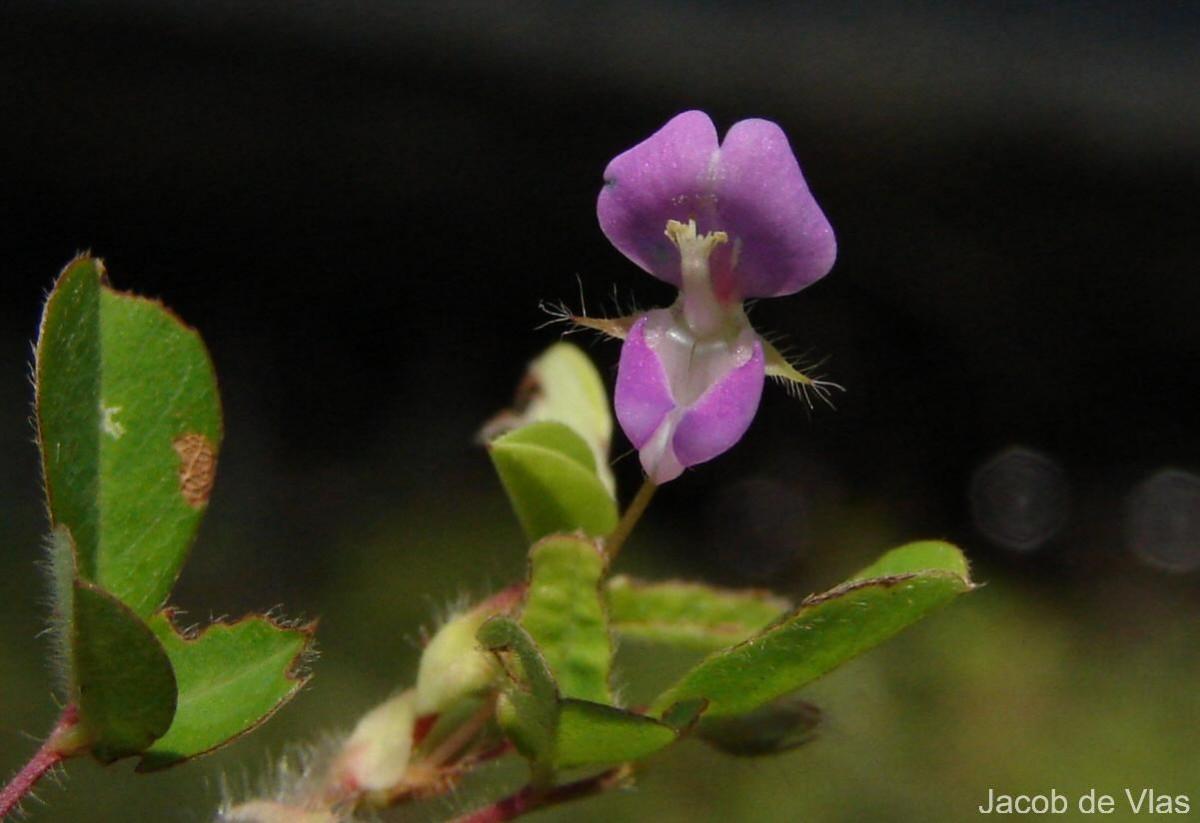 Grona heterophylla (Willd.) H.Ohashi & K.Ohashi